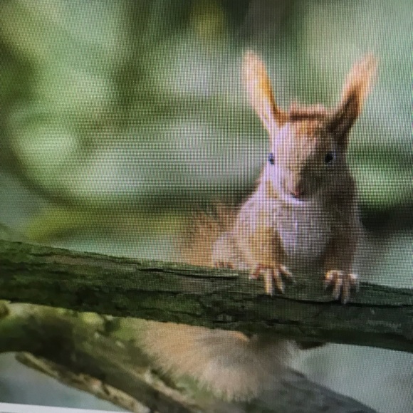 Meet your Posher, Ari - Picture 1 of 1